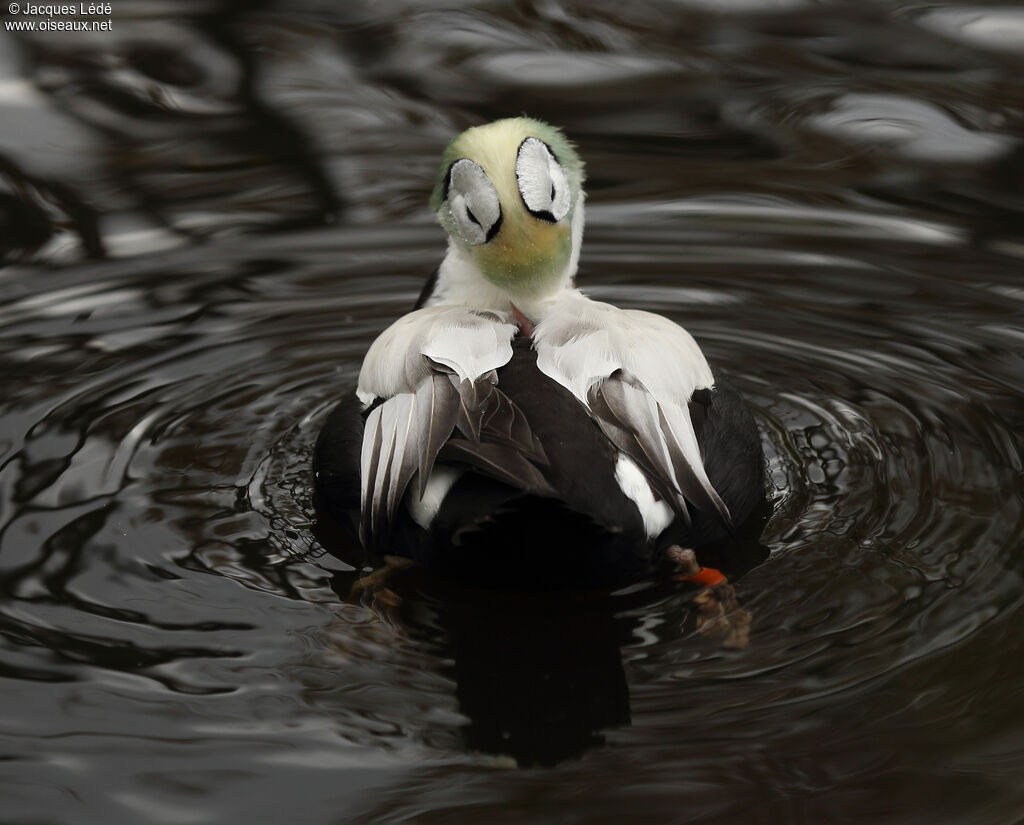 Spectacled Eider