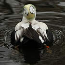 Eider à lunettes