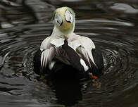 Eider à lunettes