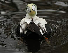 Spectacled Eider