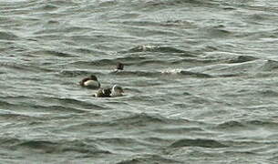 Eider à tête grise