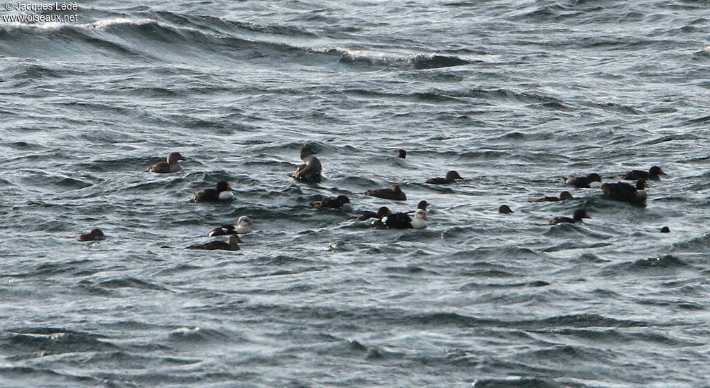 Eider à tête grise