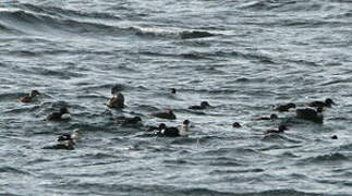 Eider à tête grise