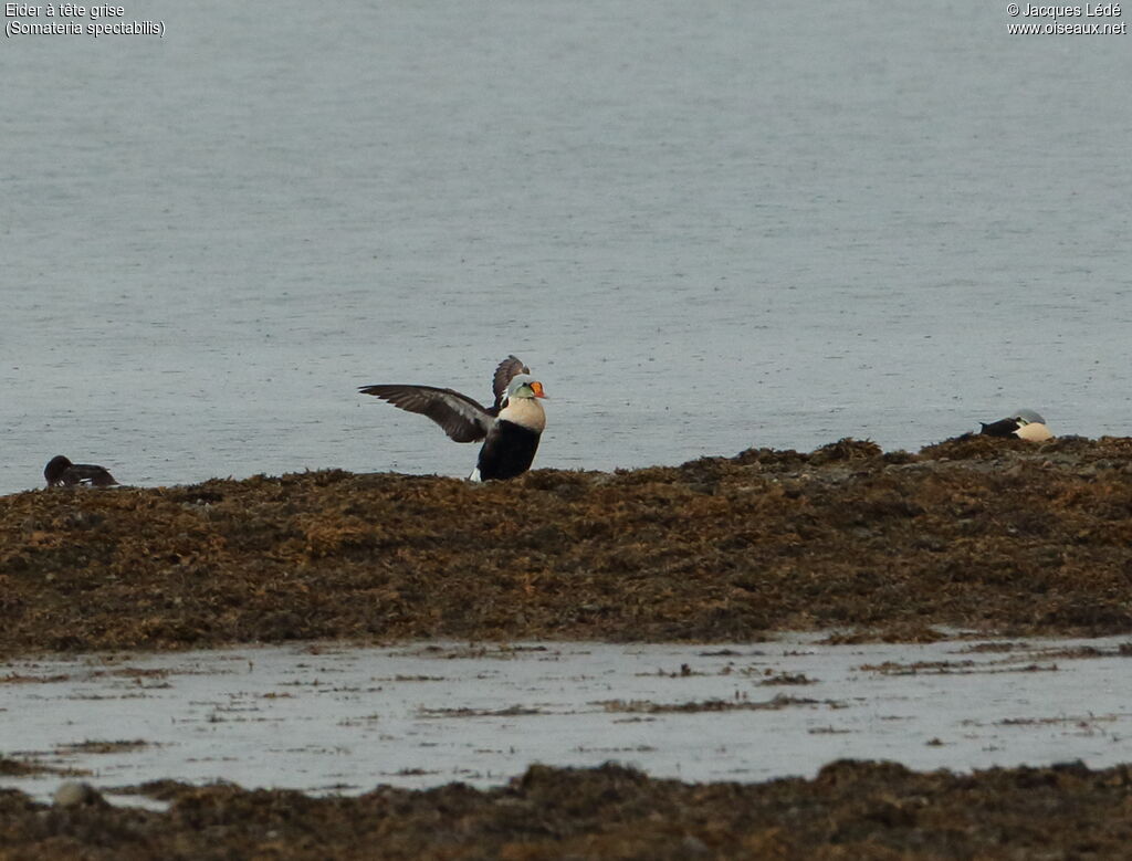 Eider à tête grise