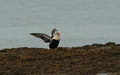 Eider à tête grise