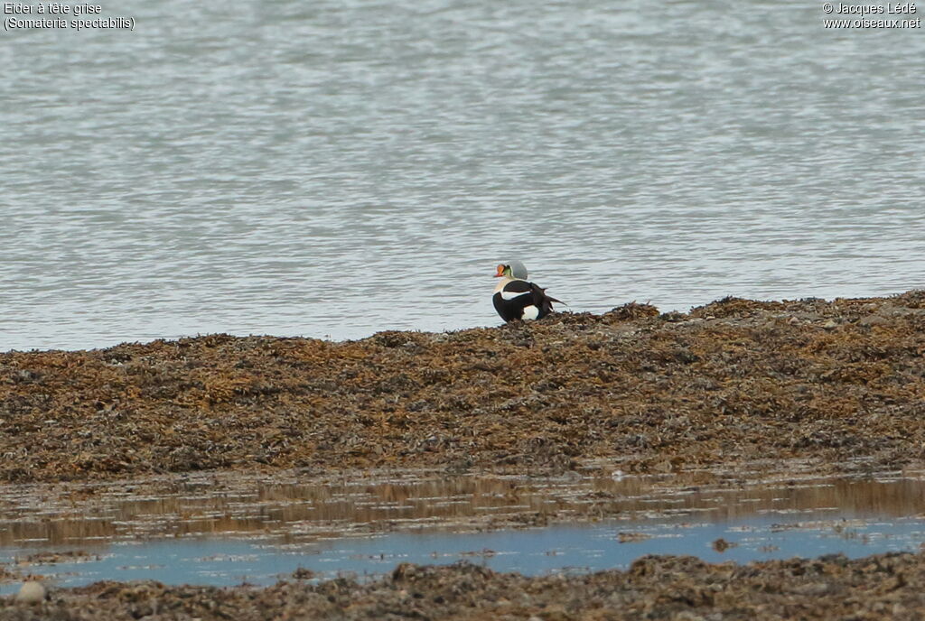 Eider à tête grise