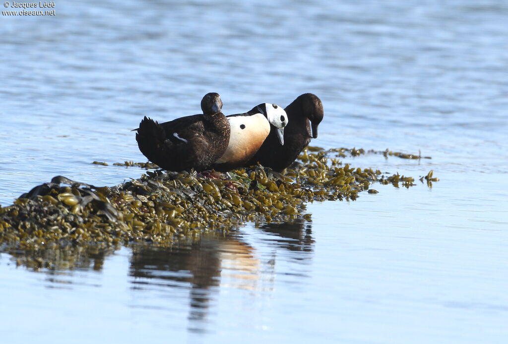 Steller's Eider