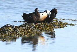 Steller's Eider