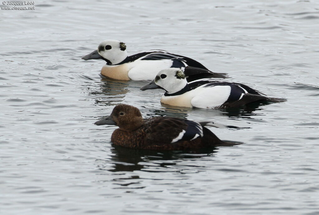 Steller's Eider