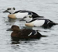 Steller's Eider