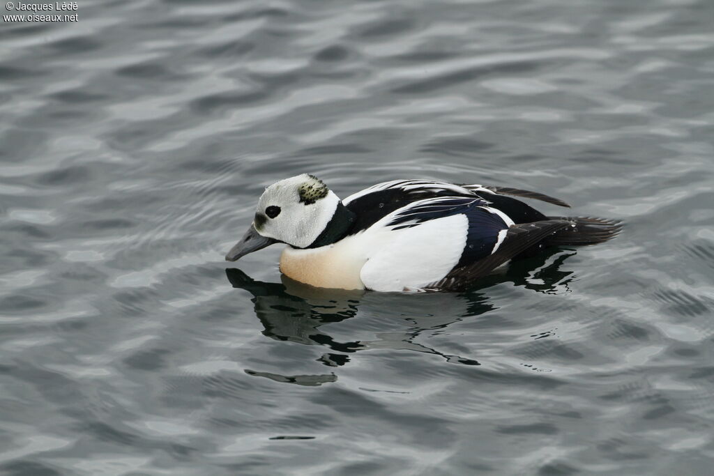 Steller's Eider