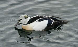 Steller's Eider