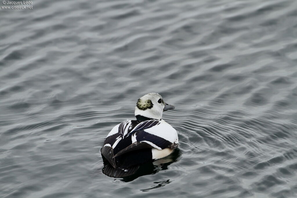 Steller's Eider