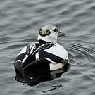 Eider de Steller