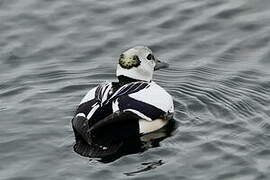 Steller's Eider