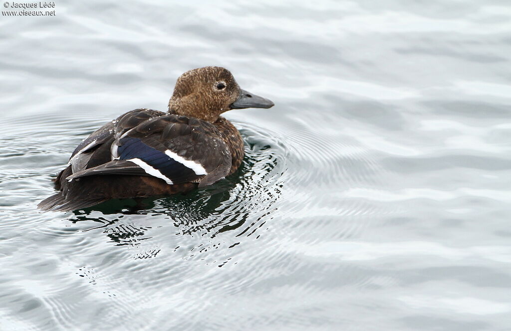 Steller's Eider