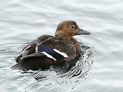 Steller's Eider