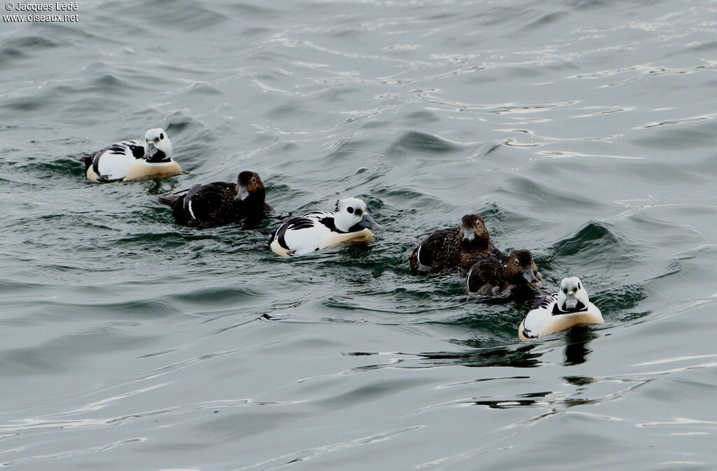 Eider de Steller