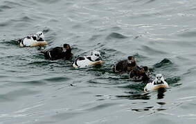 Steller's Eider