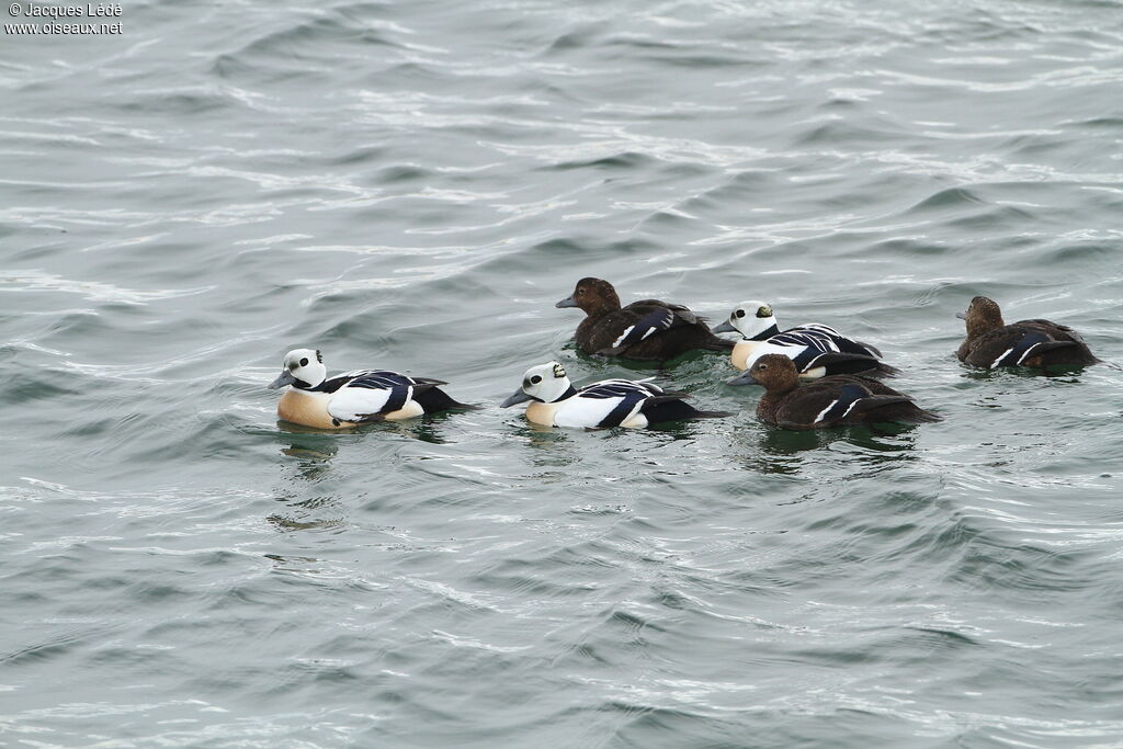 Steller's Eider