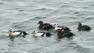 Steller's Eider