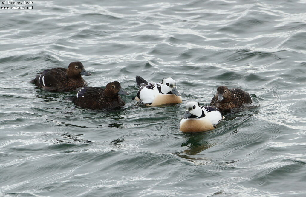 Steller's Eider