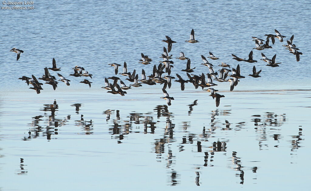 Steller's Eider