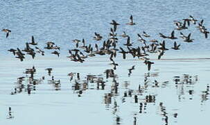 Steller's Eider