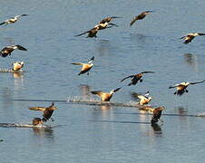 Steller's Eider