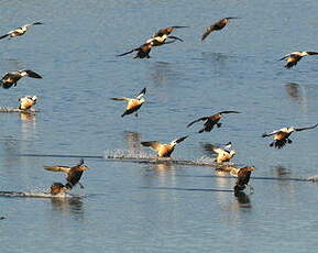 Eider de Steller