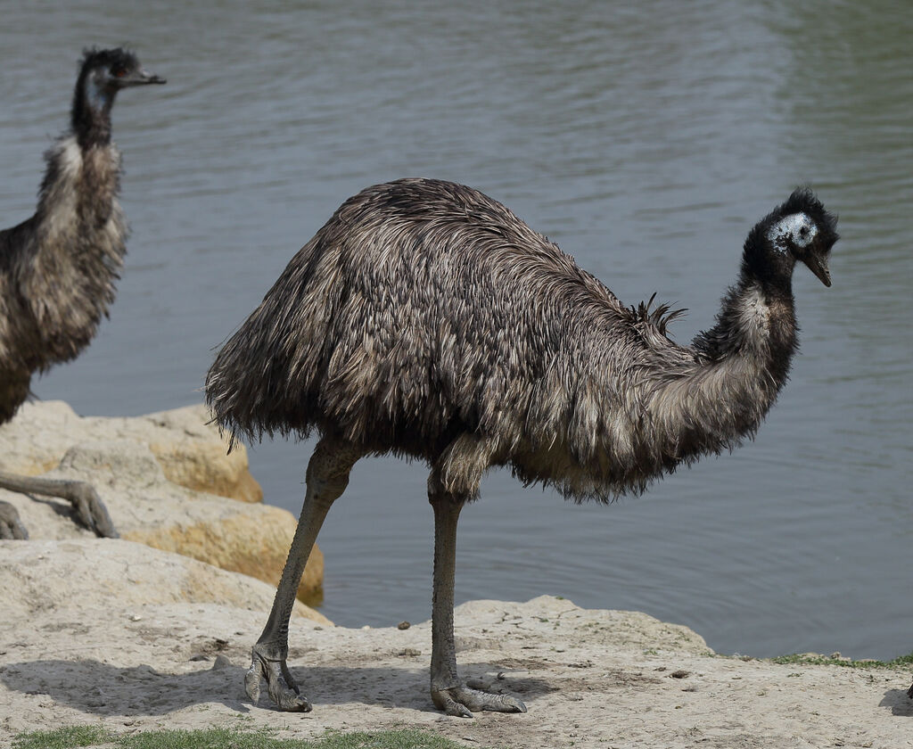 Émeu d'Australie