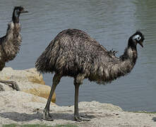 Emu