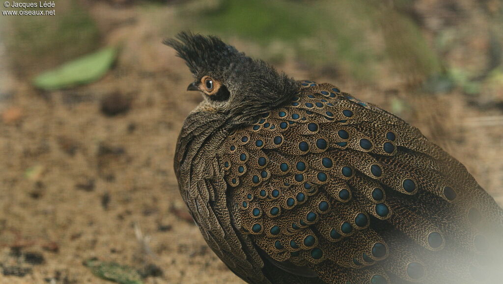 Malayan Peacock-Pheasant