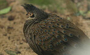 Malayan Peacock-Pheasant