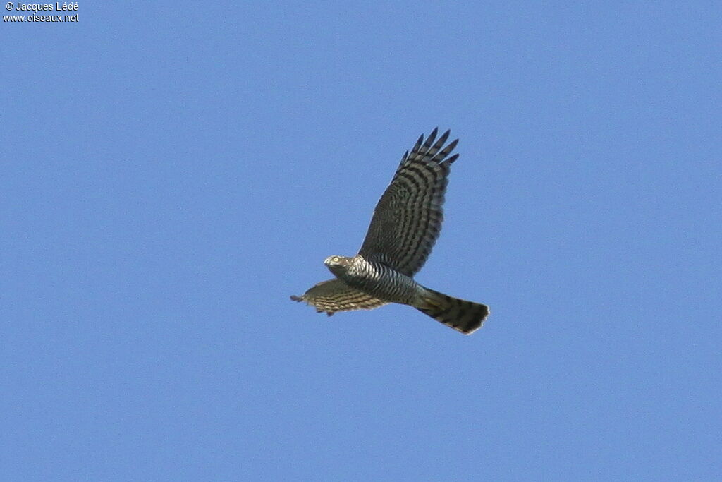 Eurasian Sparrowhawk