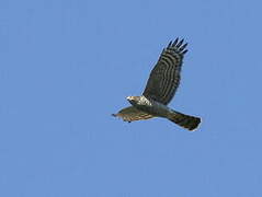 Eurasian Sparrowhawk