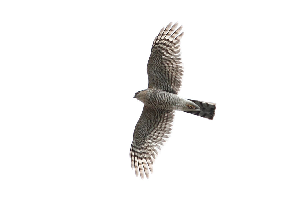 Eurasian Sparrowhawk