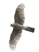 Eurasian Sparrowhawk