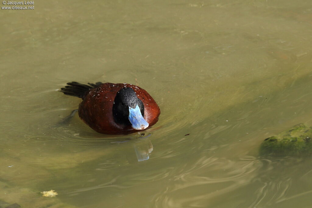 Lake Duck