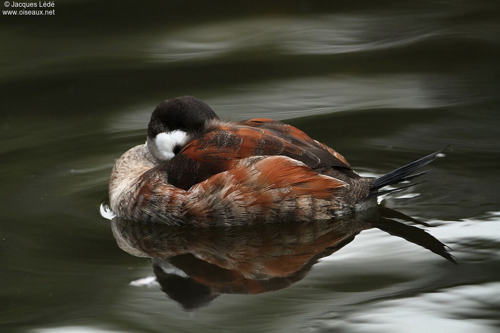 Ruddy Duck