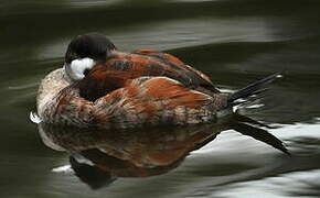 Ruddy Duck