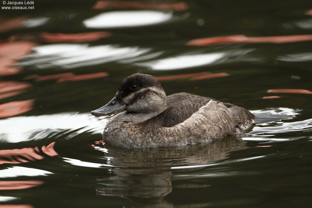 Ruddy Duck