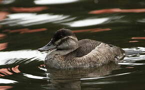 Ruddy Duck