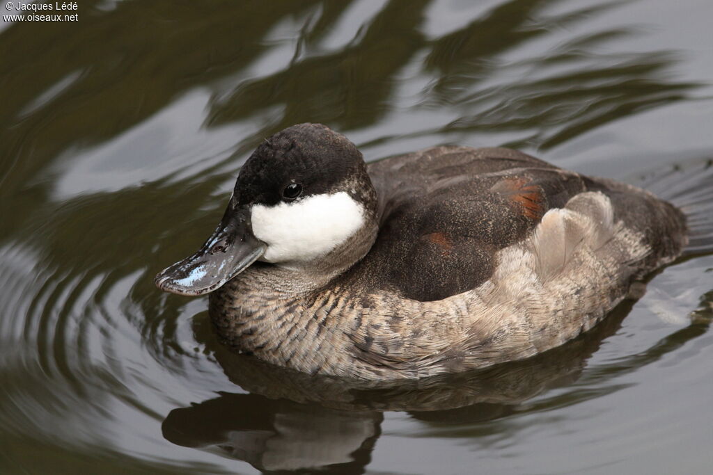 Ruddy Duck