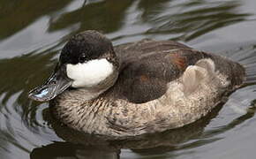 Ruddy Duck