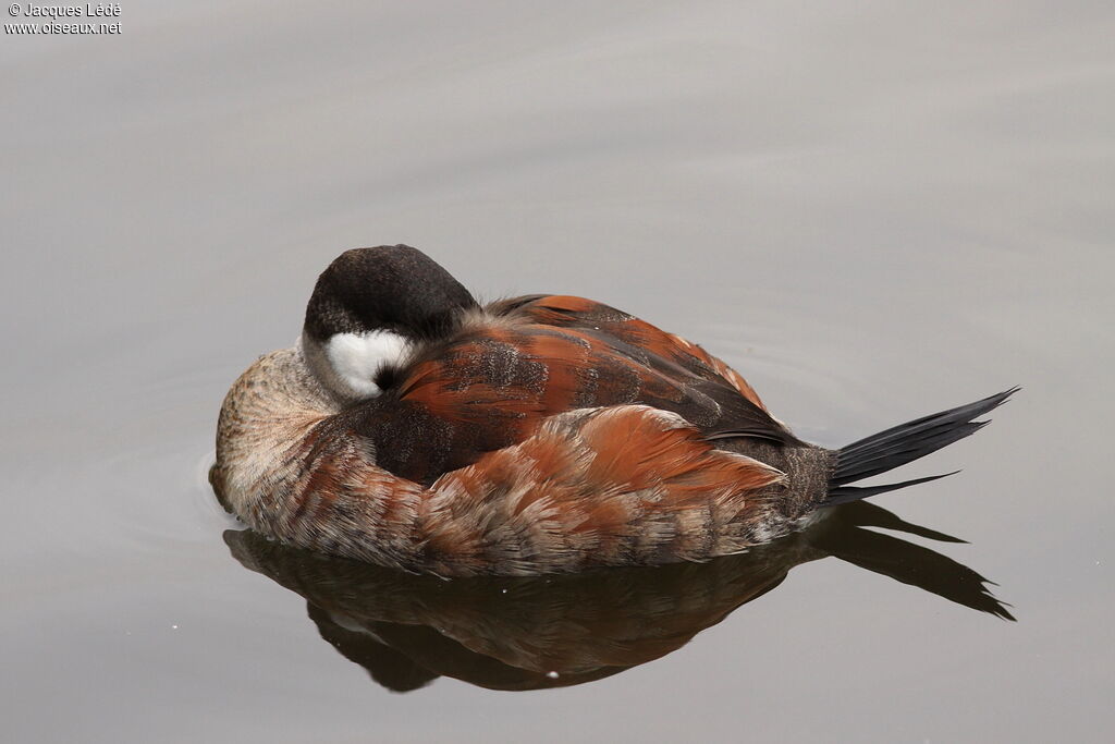 Ruddy Duck