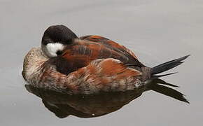 Ruddy Duck