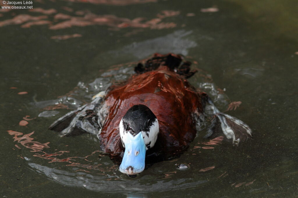 Ruddy Duck