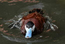 Ruddy Duck