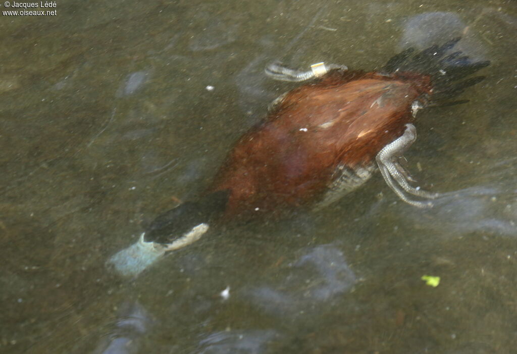 Érismature rousse